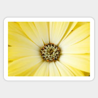 Osteospermum  Serenity Lemonade = 'Balserlem'  Serenity Series Sticker